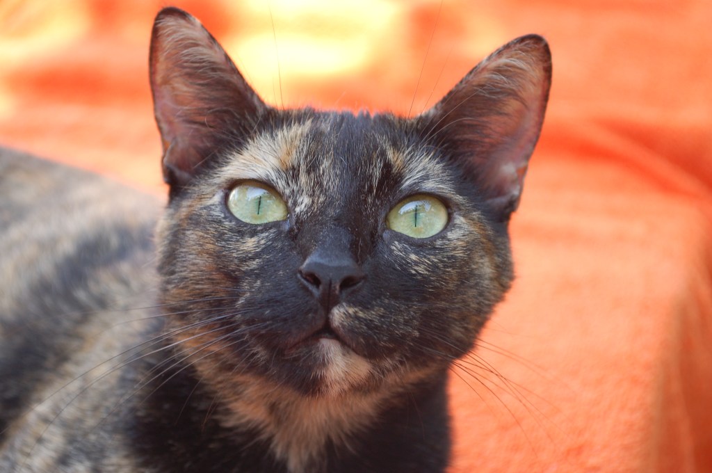 5 raons per tenir un gat a casa